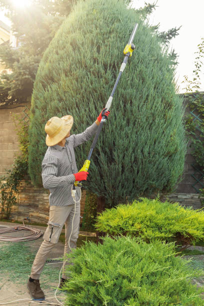 Residential Tree Removal in Ingram, PA